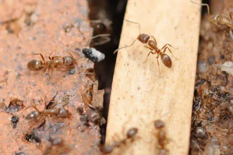 Ant Control Treatment in Lahore