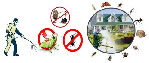 Insect Control in Lahore