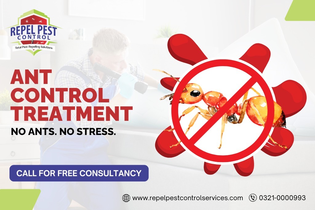 Ant Control Treatment in Lahore