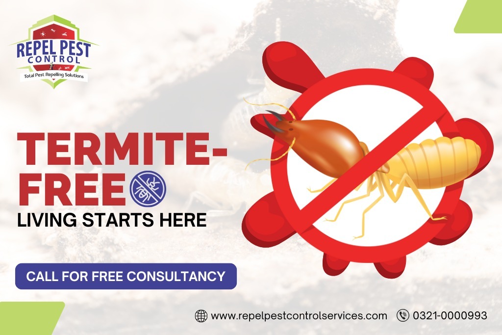 Termite Proofing Treatment in Lahore
