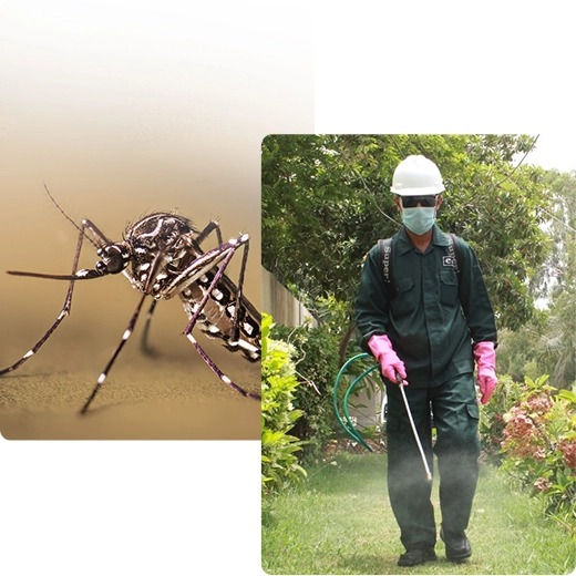 best mosquito repellent in pakistan