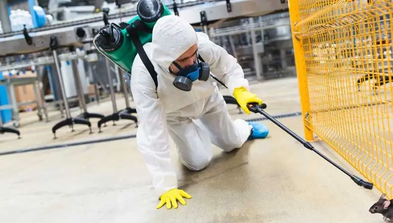 mice control services​