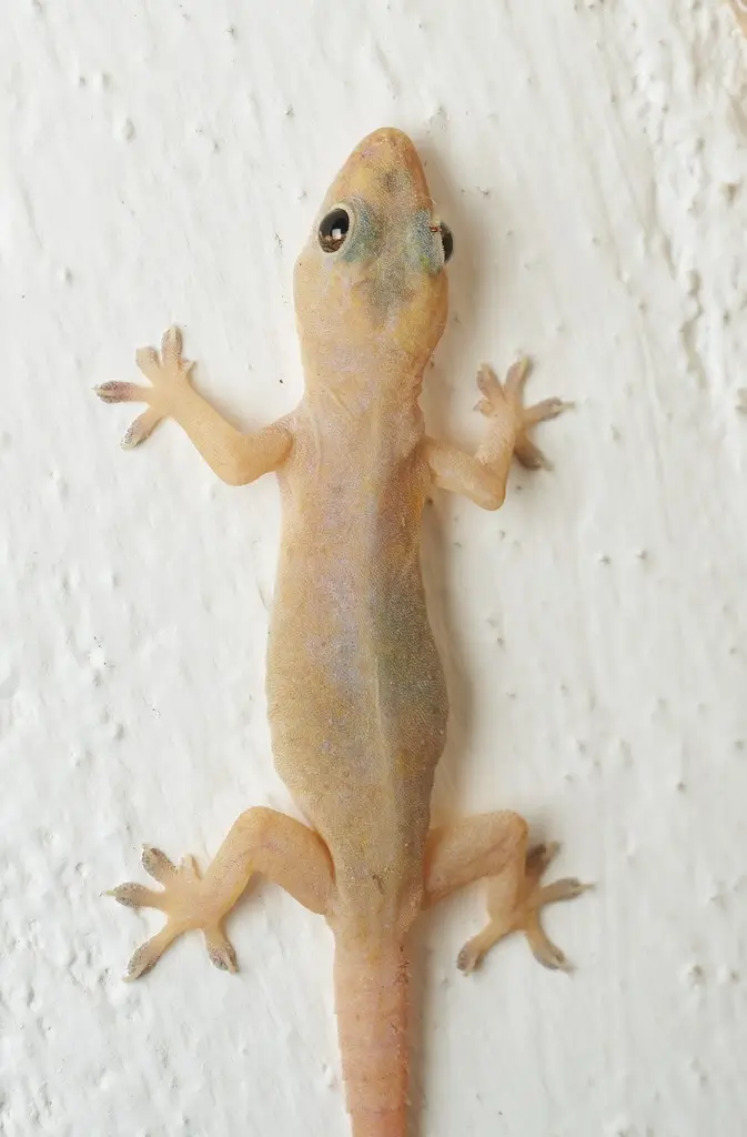 lizard killer spray services