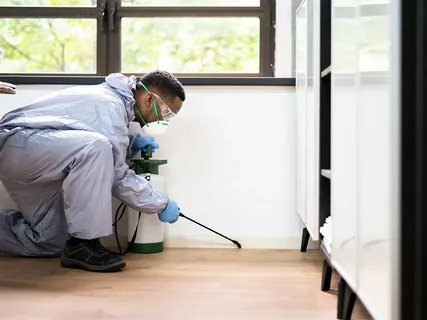 Top Termite Control Companies in Lahore